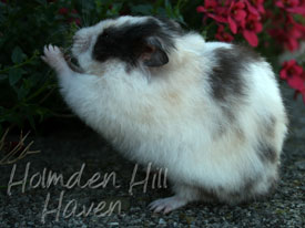 Wisconsin Treasure- Black Tortoiseshell and White (Dominant Spot) Longhaired